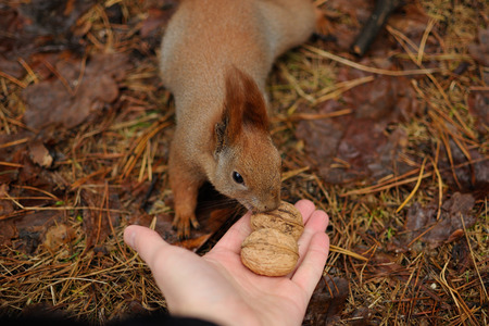 Red squirrel in the park eating a walnuts from hands in the winterの写真素材