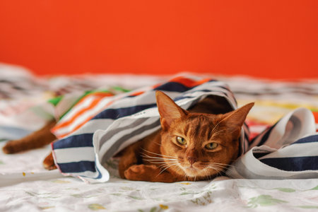 Purebred abyssinian cat lying on couch, indoorの写真素材