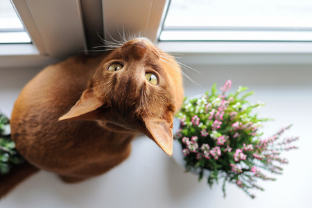 Purebred abyssinian cat sitting on the windowsill with heather and succulents, indoorの写真素材