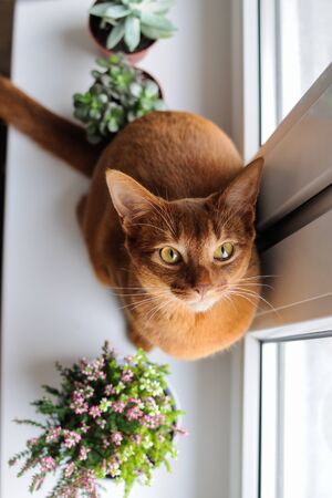 Purebred abyssinian cat sitting on the windowsill with heather and succulents, indoorの写真素材