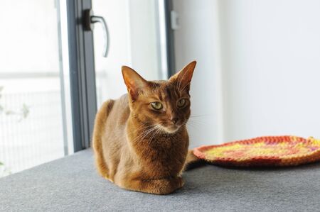 Purebred abyssinian cat sitting near the window, indoorの写真素材