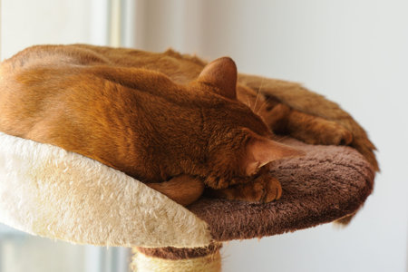 Purebred abyssinian cat lying on scratching post, indoor
