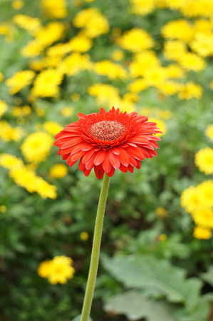Red chrysanthemum stand out from yellow chrysanthemumの写真素材