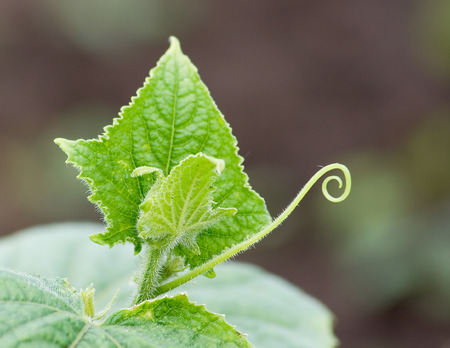 Macro-photo of a young cucumber: a leaf and a moustache a spiral on a background of the ground and foliage.の写真素材