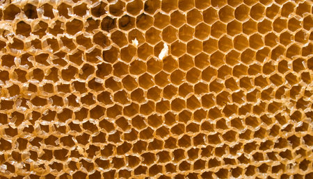 Cells for beer honey with a beehive