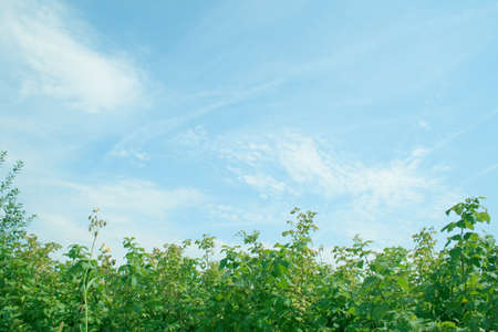 Bushes of a raspberry on a background of the blue beautiful sky. Bright paints of summer.の写真素材