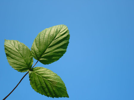 Juicy leaves of a young raspberry on a background of the blue sky. A background on a theme about...