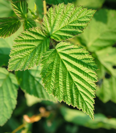 Bush of a raspberry. A beautiful background on a theme about the nature.