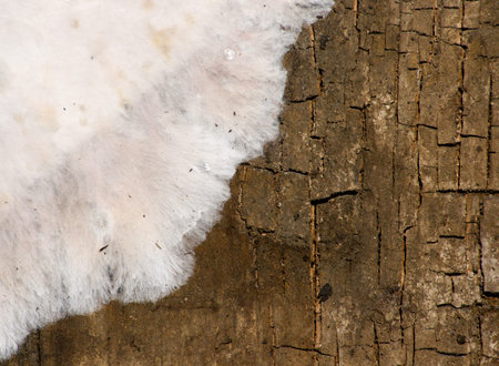 Mould on an old wooden board. High detailed texture.の写真素材