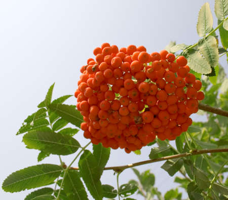 Ripe mountain ash close up. This tree is very popular in Russia.の写真素材