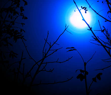 night landscape: black branches of trees on a background of the white-yellow full moon and the dark blue sky.の写真素材