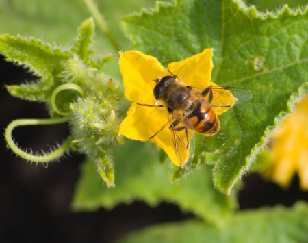 The drone on a leaf of a cucumber. A bright beautiful photo about beauty of a garden facilities....