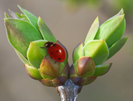 The ladybird creeping on a branch of a young tree. A realistic photomontage. Shallow DOF.の写真素材