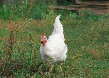 The hen running to a feeding troughの写真素材