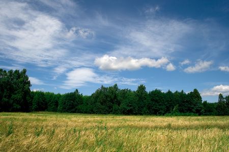 Fine background for a collage. On a picture the green grass and forest on a background of the summer sky is represented.の写真素材