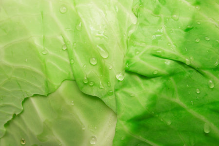 Background from a green leaf of the fresh cabbage covered by drops of water