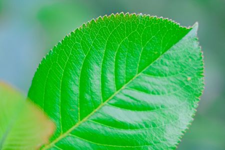 Green leaves on a background of the different plants. A background on a theme about seasonal changes.の写真素材