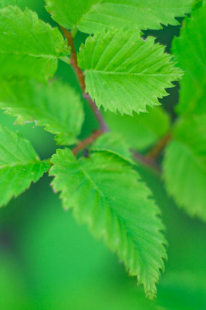 Green leaves on a background of the different plants. A background on a theme about seasonal...