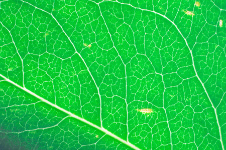 Macrophoto of a green leaf. A background on a theme about seasonal changes.