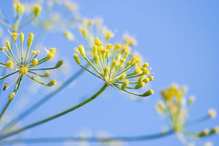 The fresh fragrant fennel shined with beams of the sun on blue sky background. Macro. Shallow DOFの写真素材