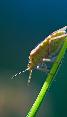 bug-skunk, that creeps on the stem of plant upward