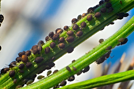 the plant louse, that destroys entire vegetation. Macro, shallow DOF.の写真素材