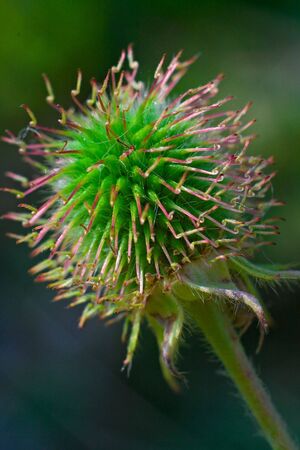 Plant-prickle on a thin stalkの写真素材