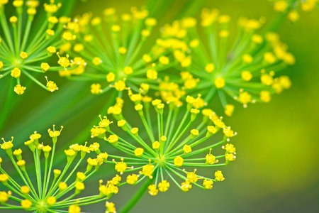 the umbrellas of the efflorescent dill. Shallow DOF.