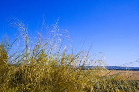 yellow autumnal grass against the background of the still dark-blue skyの写真素材