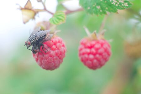 Flies on a ripe red raspberryの写真素材
