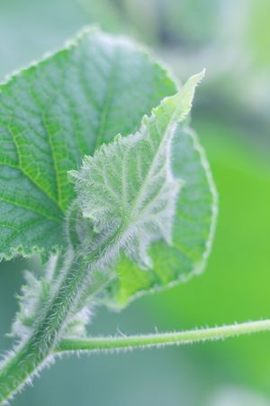 green of foliage of cucumber. Shallow DOF.の写真素材