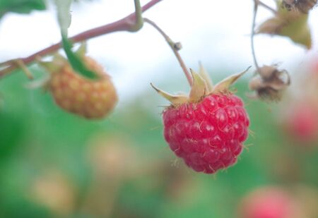 the ripe berries of raspberries against the background of the blue sky. Shallow DOF.の写真素材