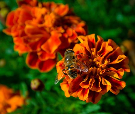 The drone on a bright decorative flower collects nectar. Shallow DOF.の写真素材