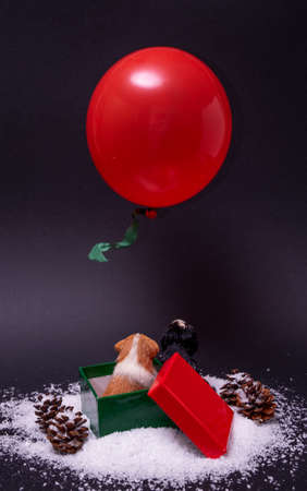 Two dogs in a red-green box in the snow with pine cone, looking at the red balloon above, on a dark background. Text space. Christmas, New Year, Dog paw, concept. Minimal style.の写真素材