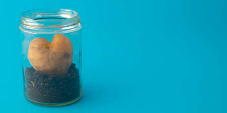 heart-shaped potatoes in a jar on a blue backgroundの写真素材