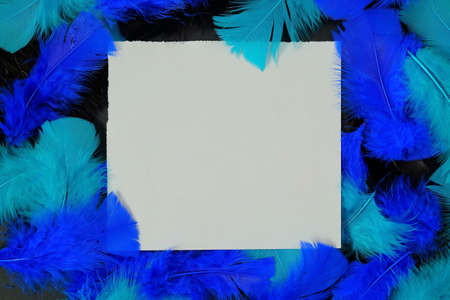 Blue and turquoise feathers around white square paper with empty space for text. Background, creative layout concept. Minimal style.の写真素材
