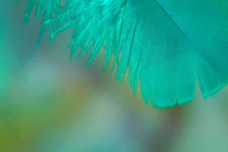 Turquoise feather, close up on a blurred variegated background. Shallow depth of field.の写真素材