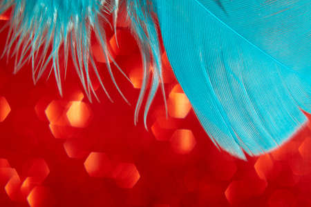 A turquoise feather on a red-gold blurred background. Closeup.の写真素材