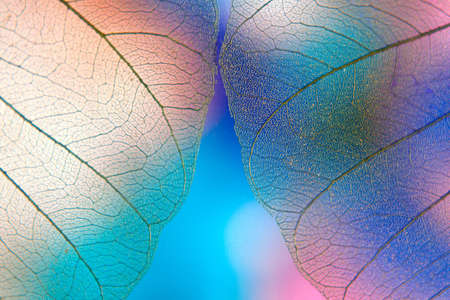 Delicate bright green leaves on a blurred multicolored background. Closeup.の写真素材