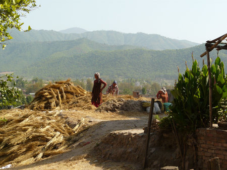 Bhaktapur, Nepal, may 13, 2010: The traditional way of threshing grains by hand in Bhaktapur, Nepal.のeditorial素材