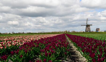 Colorful fields of tulips and a windmill under a cloudy sky in Holland.の写真素材