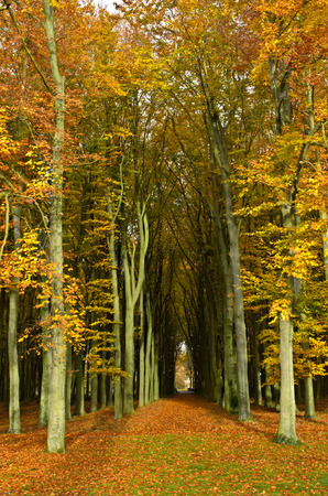 Path through the trees in a forest in autumn colors with fallen leaves on the ground の写真素材