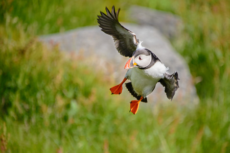 Atlantic puffin, fratercula arctica, a sea bird landing with wings outstretched  from a foraging flight from the sea towards its burrow.の写真素材
