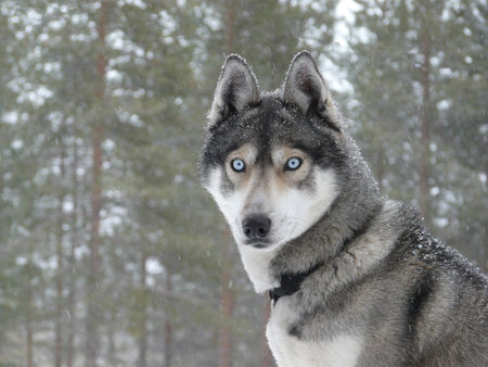Siberian husky dog (sled dog) with blue eyes in the snow.