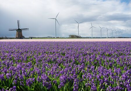 Old and new sustainable energy in a landscape with one historic and multiple modern windmills along purple and pink hyacinth flower fields in the Bulb Region in the Netherlands in spring.の写真素材