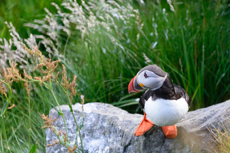 Atlantic puffin, fratercula arctica, a sea bird sitting on a rock in side view.の写真素材