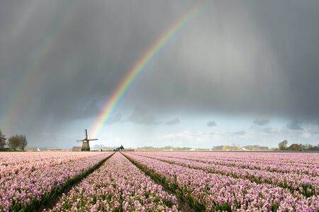 A rainbow under heavy clouds during a thunderstorm over a windmill and pink hyacinth flower fields in a landscape in the Netherlands in spring.の写真素材