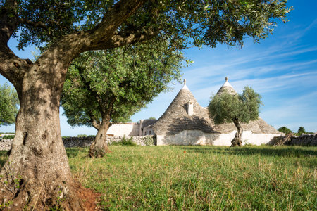 Old stone trulli houses with cone tile roofs under an old olive tree with a blue sky in the countryside near Alberobello in Puglia, southern Italy.の写真素材