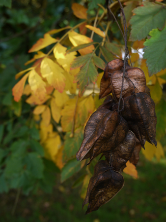 A branch showing yellows, browns and greens autumn colorsの写真素材