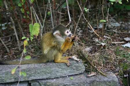 A young black-capped squirrel monkey sitting on a rock  Saimirinae Saimiri boliviensis  